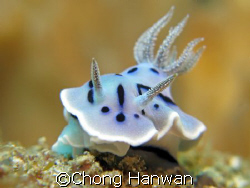 taken in philippines... by Chong Hanwan 